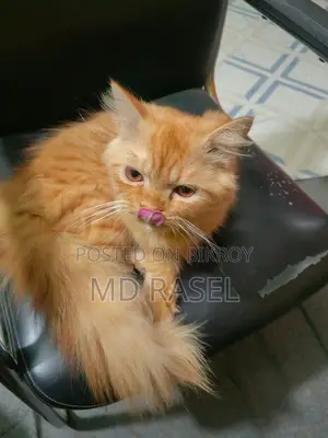Persian Cat Male