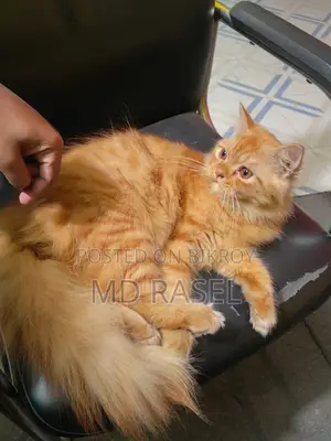 Persian Cat Male