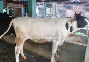 ১১৫৭ নং বকনা গরু ভালো জাতের ।