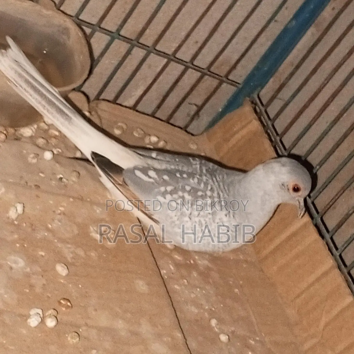 ডায়মন্ড ঘুঘু পাখি বিক্রি।