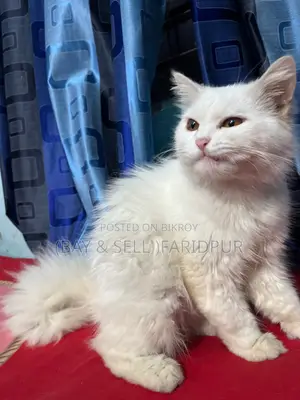Persian Cat