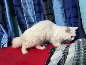 Persian Cat