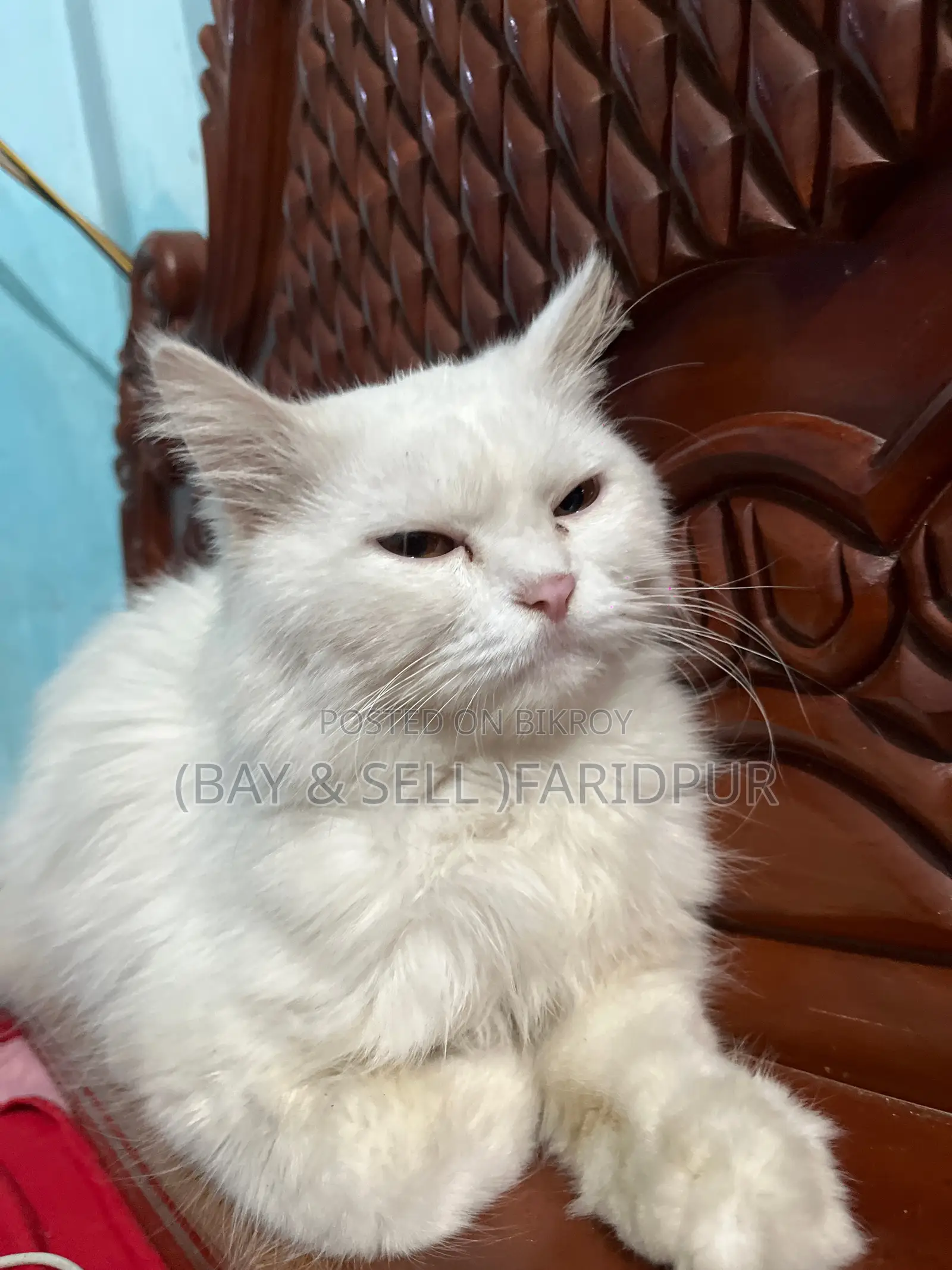 Persian Cat
