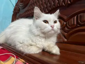 Persian Cat