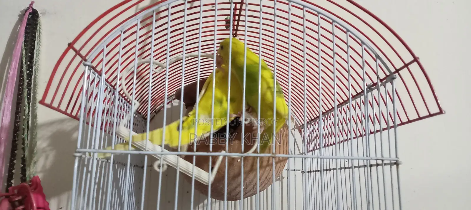 Budgerigar Breeding Pair