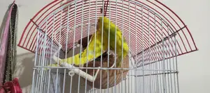 Budgerigar Breeding Pair