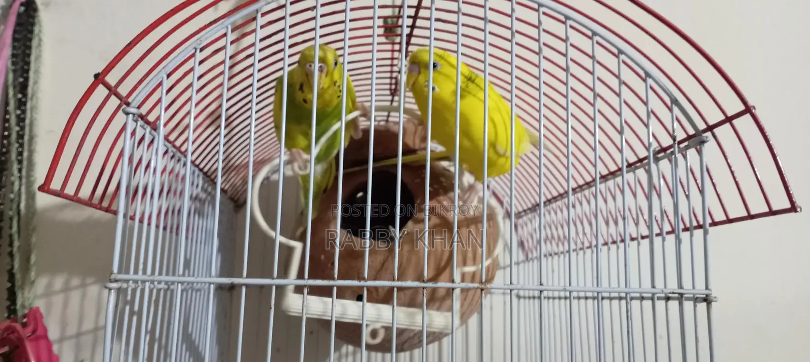 Budgerigar Breeding Pair