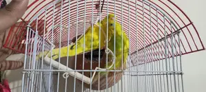 Budgerigar Breeding Pair