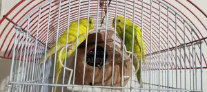 Budgerigar Breeding Pair