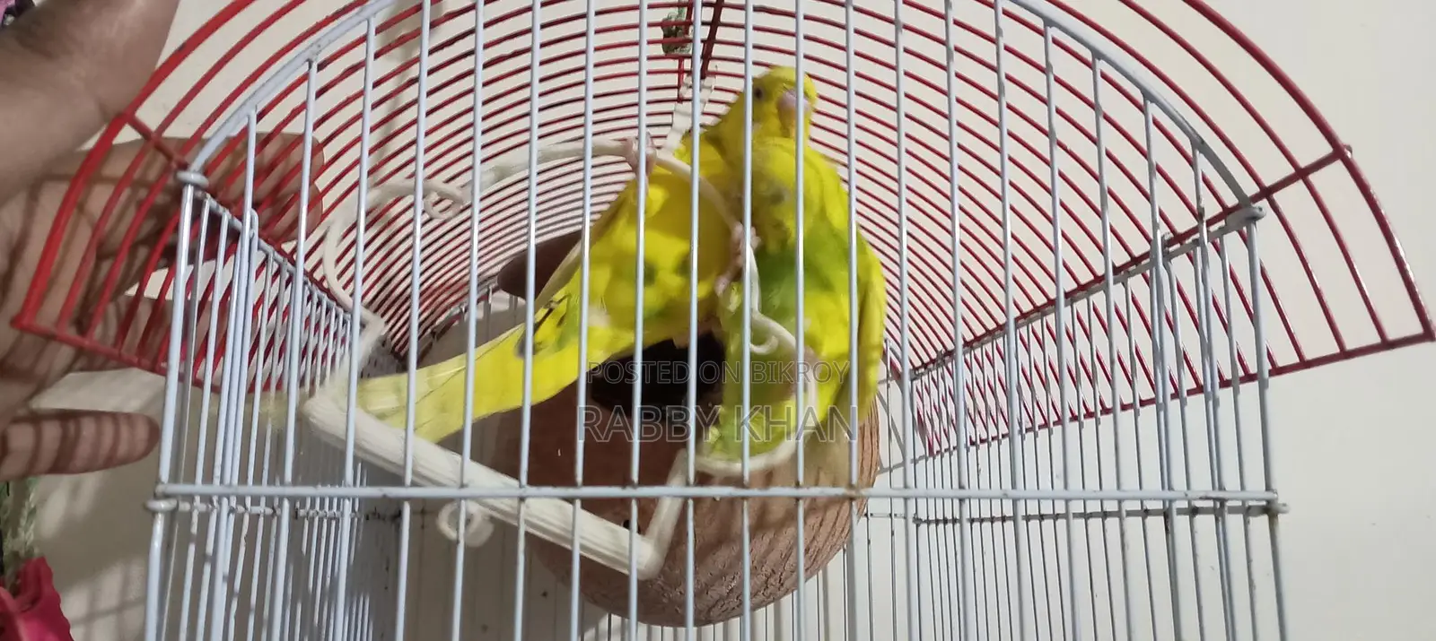Budgerigar Breeding Pair