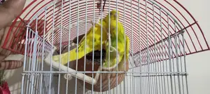 Budgerigar Breeding Pair