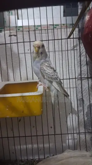 Adult Budgie Pair for Sale