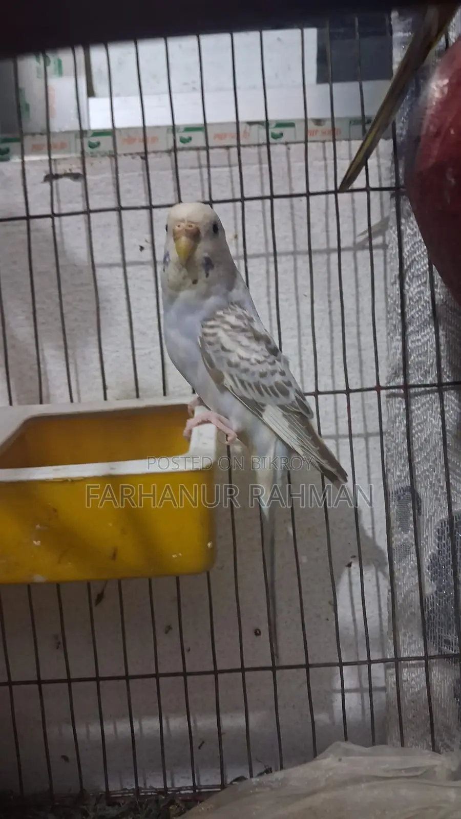 Adult Budgie Pair for Sale