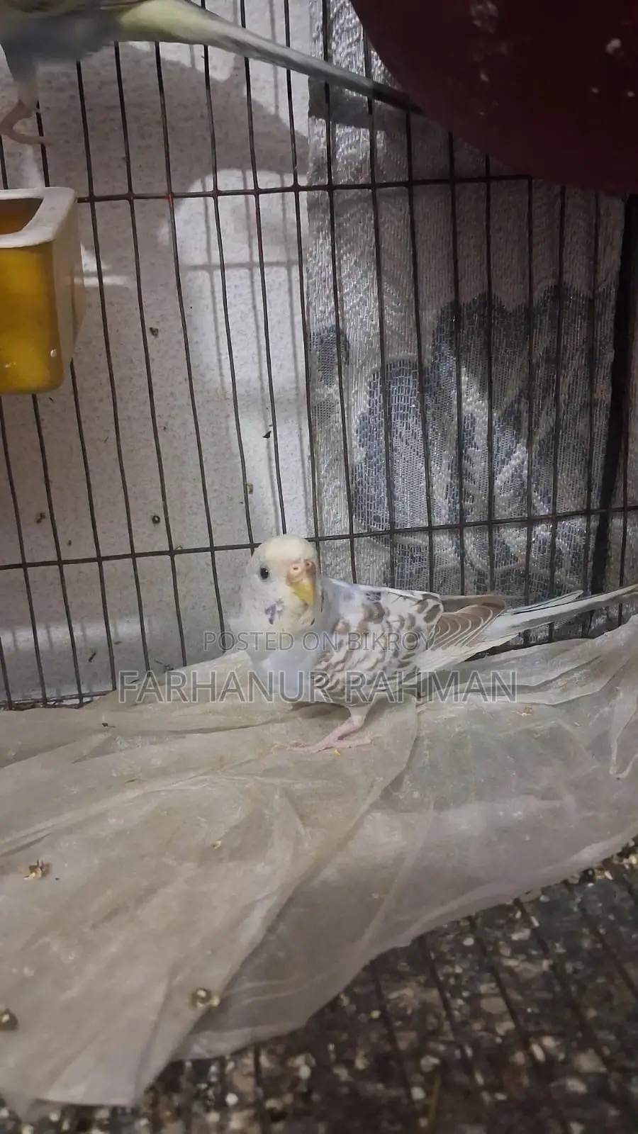 Adult Budgie Pair for Sale
