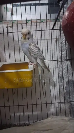 Adult Budgie Pair for Sale