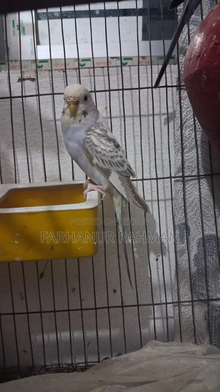 Adult Budgie Pair for Sale