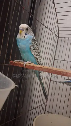 Adult Budgie Pair for Sale