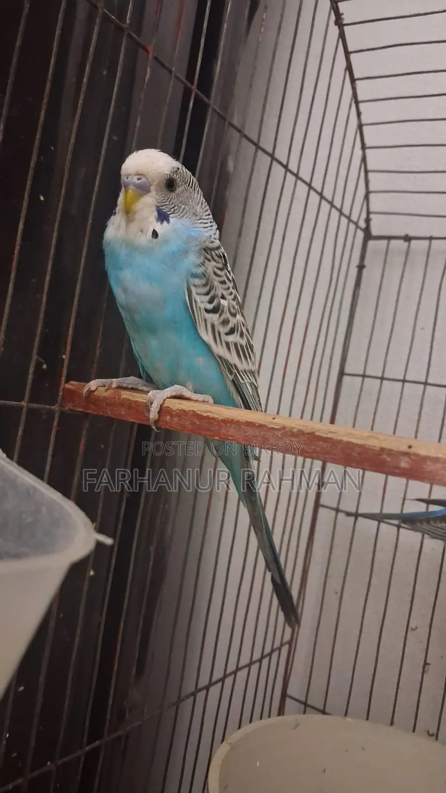 Adult Budgie Pair for Sale