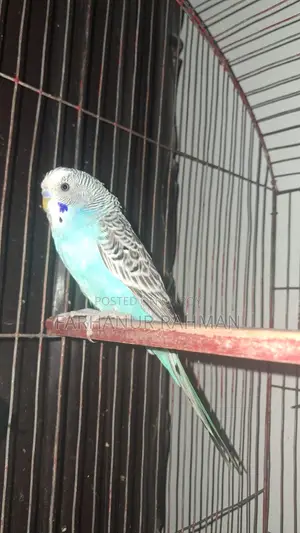 Adult Budgie Pair for Sale