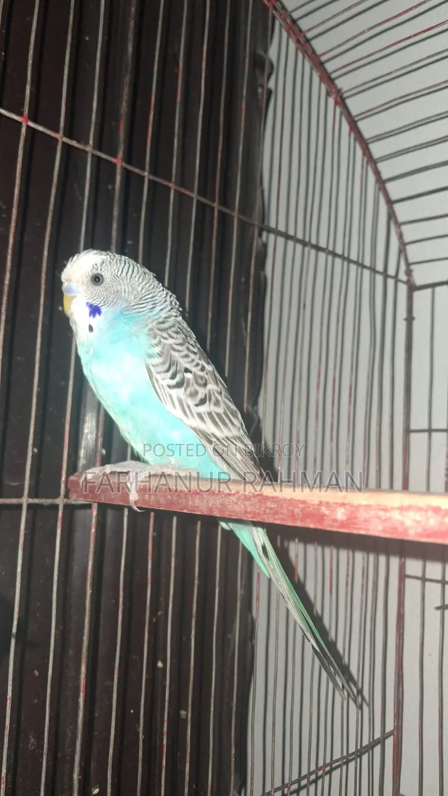 Adult Budgie Pair for Sale
