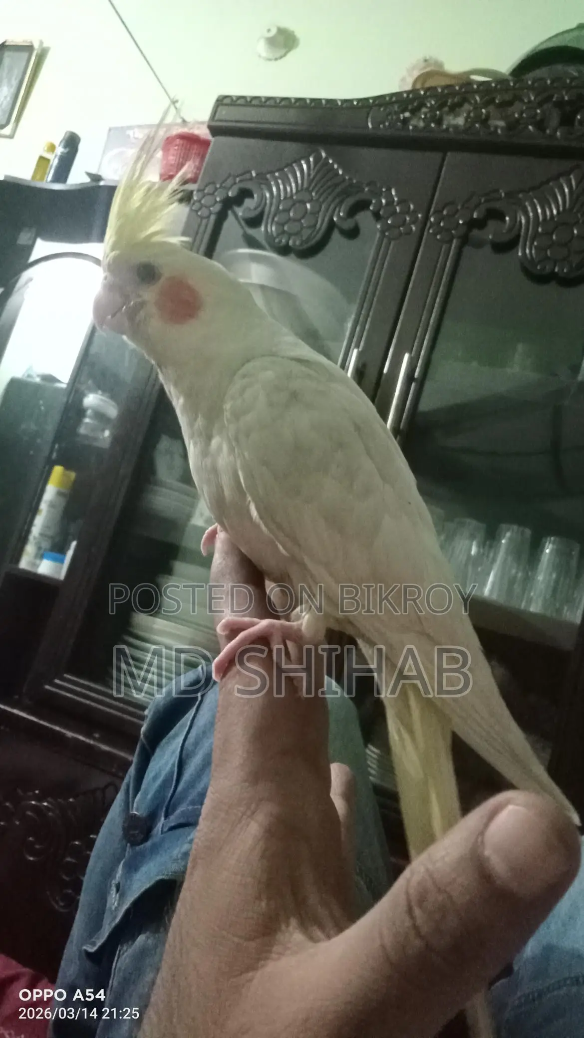 Cockatiel bird, tame