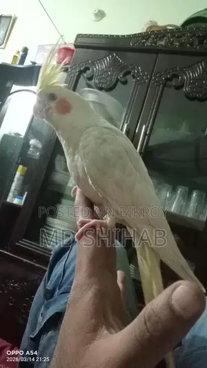 Cockatiel bird, tame
