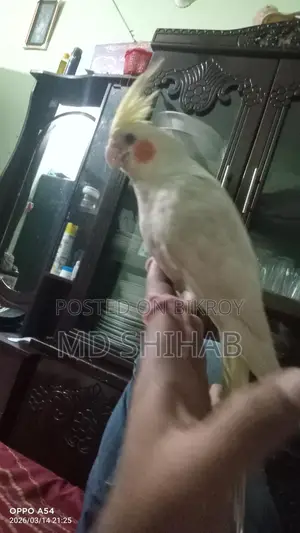 Cockatiel bird, tame