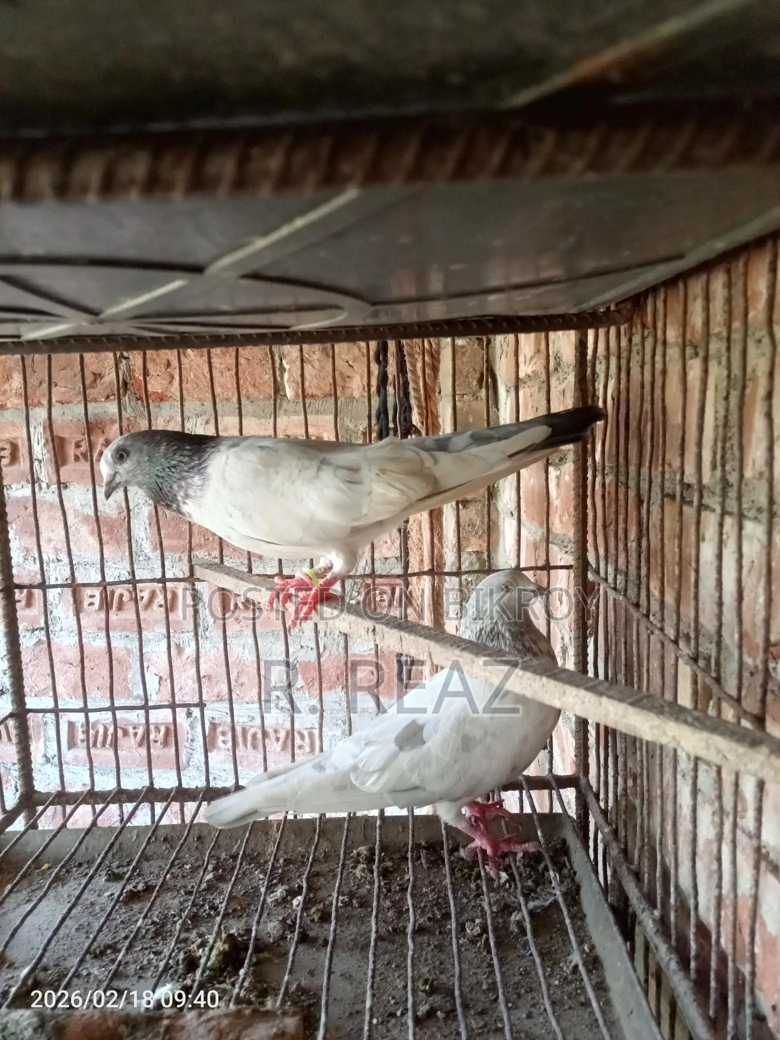 One Pair of Local Pigeons