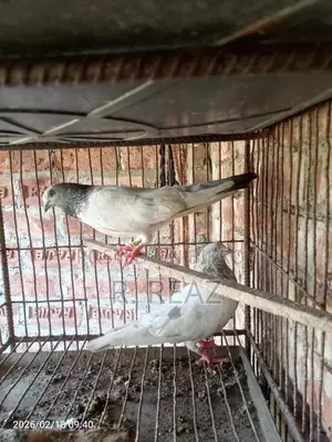 One Pair of Local Pigeons