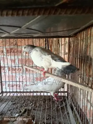One Pair of Local Pigeons