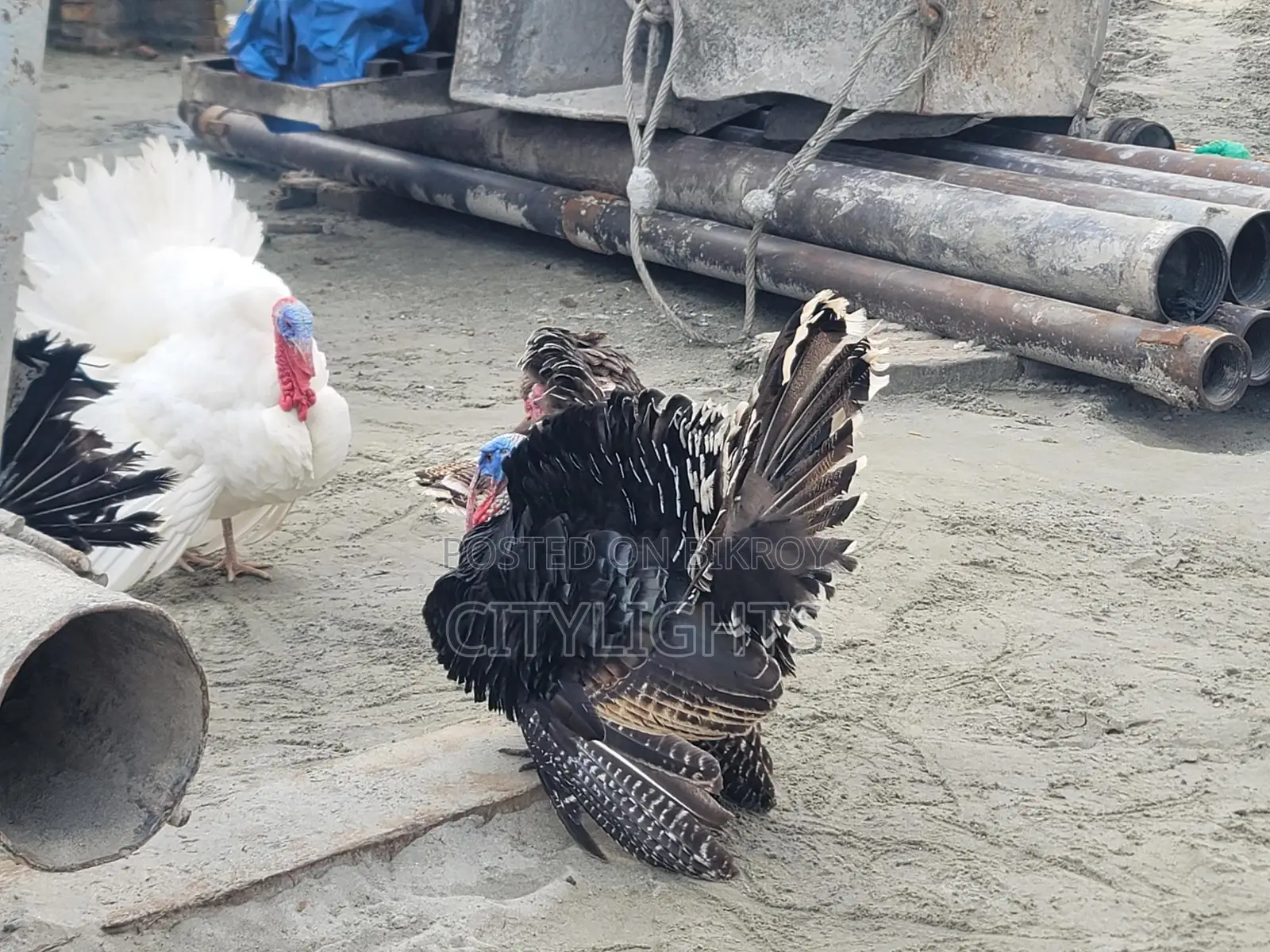 আপনার স্বপ্নিল দক্ষিণ মুখী কর্নার ফ্লাট
