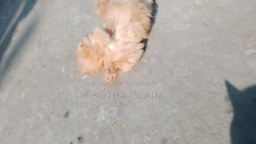 Persian Cat