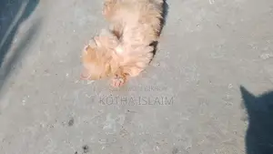 Persian Cat
