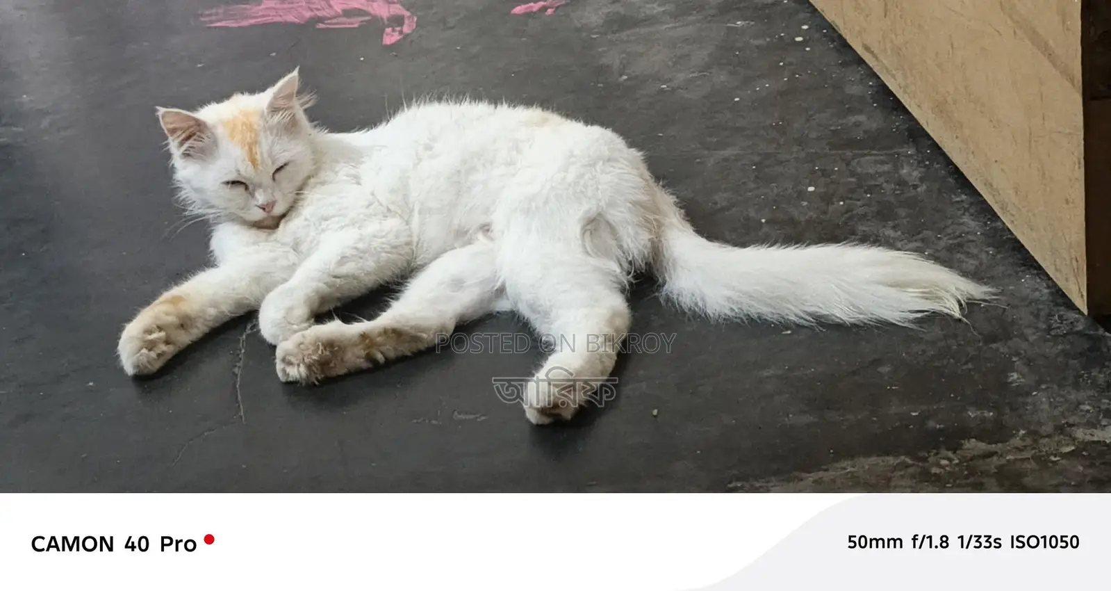 Selling my cat due to being busy