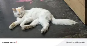 Selling my cat due to being busy