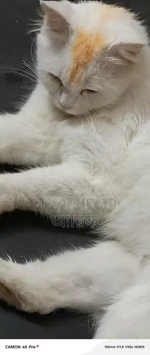 Selling my cat due to being busy
