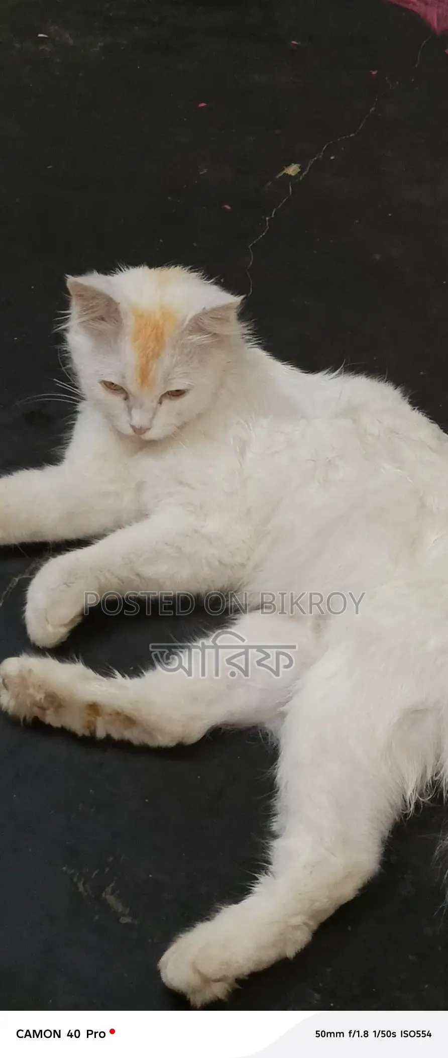 Selling my cat due to being busy
