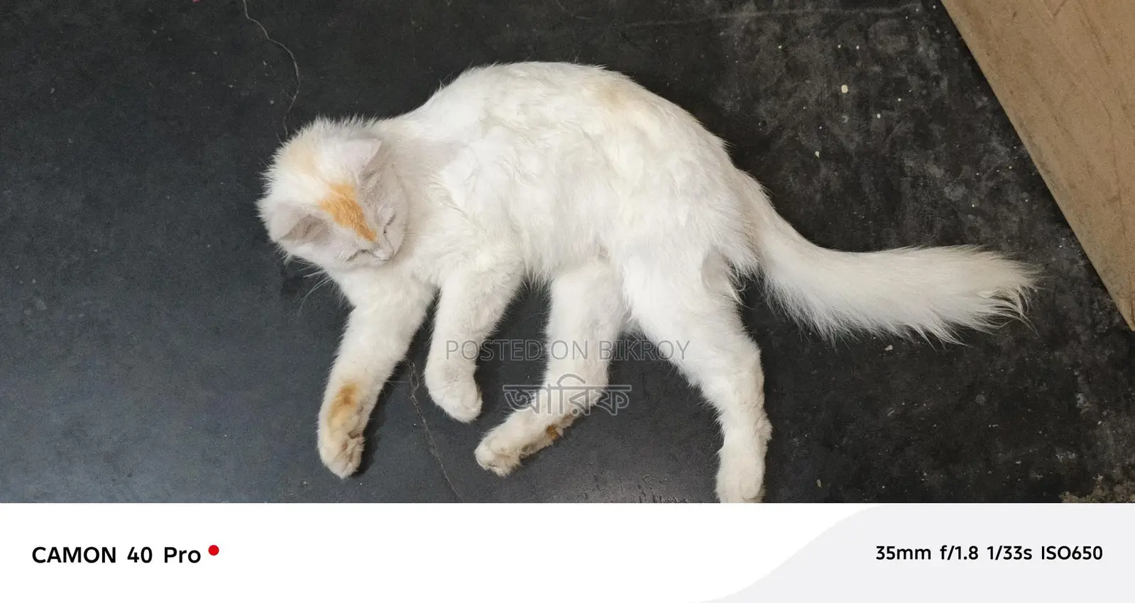 Selling my cat due to being busy