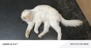 Selling my cat due to being busy