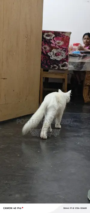 Selling my cat due to being busy