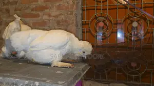Sultan, Silky, and Buff Sebright Female