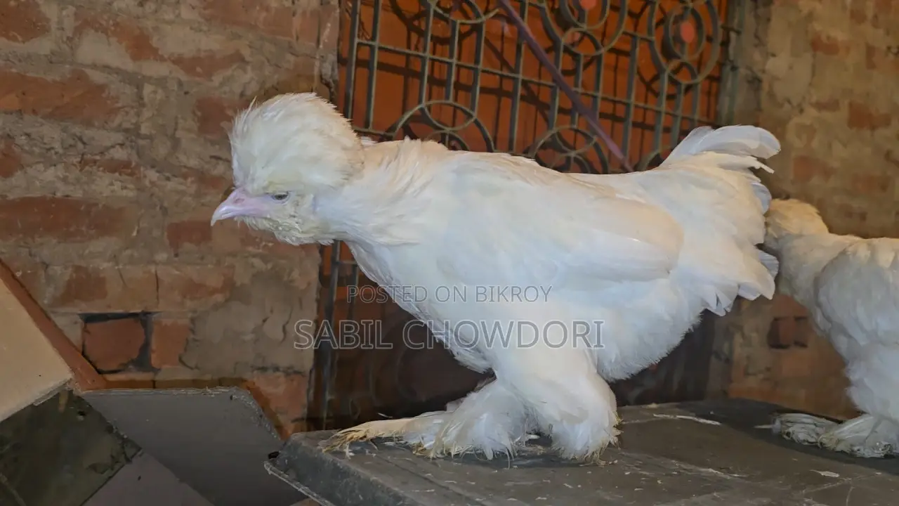 Sultan, Silky, and Buff Sebright Female