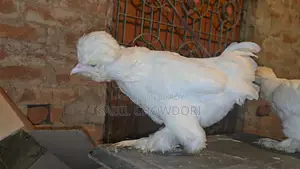 Sultan, Silky, and Buff Sebright Female