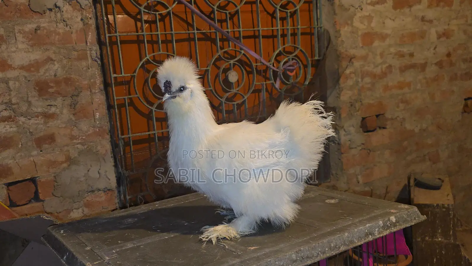 Sultan, Silky, and Buff Sebright Female