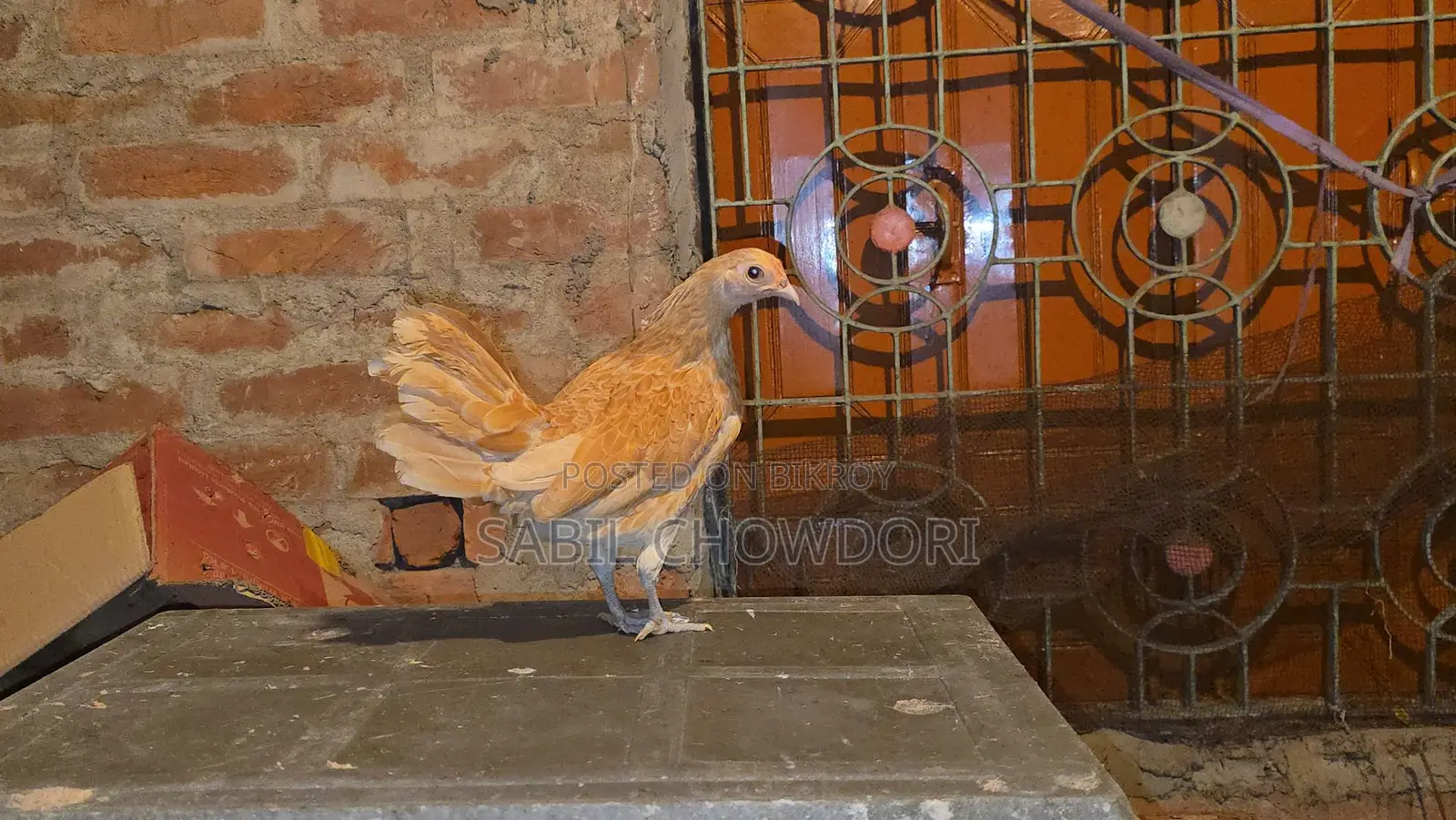 Sultan, Silky, and Buff Sebright Female