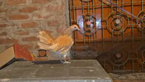 Sultan, Silky, and Buff Sebright Female