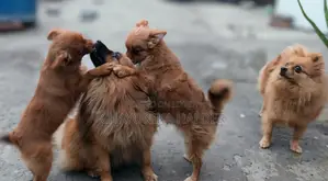 Pomeranian