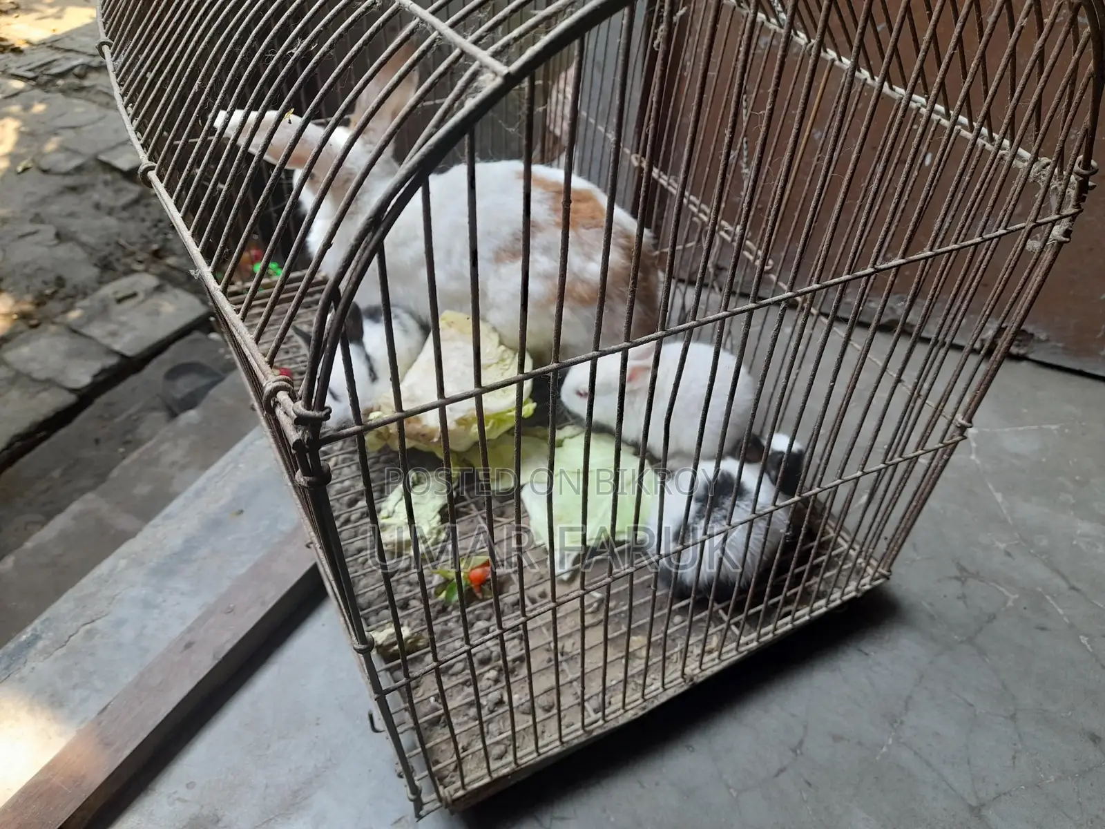 1 Mother and 3 Kittens