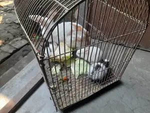 1 Mother and 3 Kittens