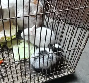 1 Mother and 3 Kittens